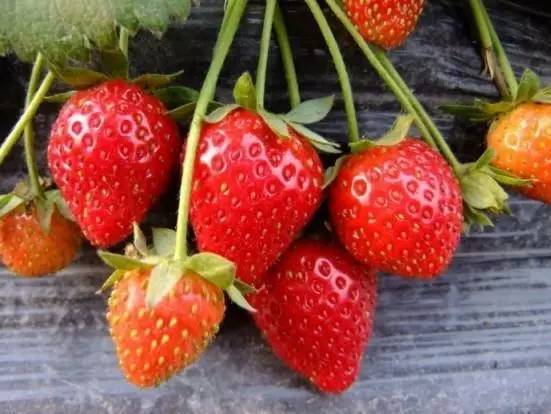 最新草莓社區(qū)1024，科技引領(lǐng)未來智能生活新紀(jì)元體驗(yàn)