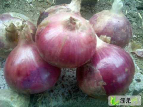 酒泉洋蔥最新價(jià)格動(dòng)態(tài)，機(jī)遇與成長的力量揭秘