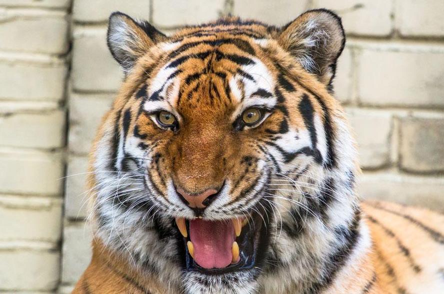 最新亞洲趨勢(shì)，學(xué)習(xí)變革的力量與自信成就感的旅程