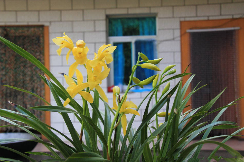 最新蘭花價(jià)格概覽，市場走勢與專家觀點(diǎn)分析