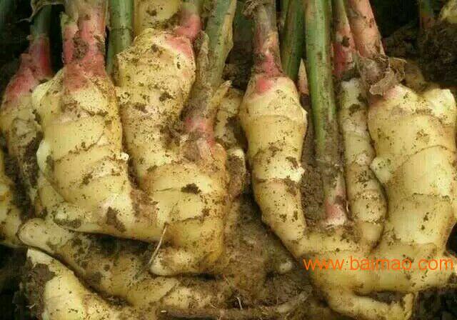 最新生姜行情，踏上一場生姜美景的探尋之旅