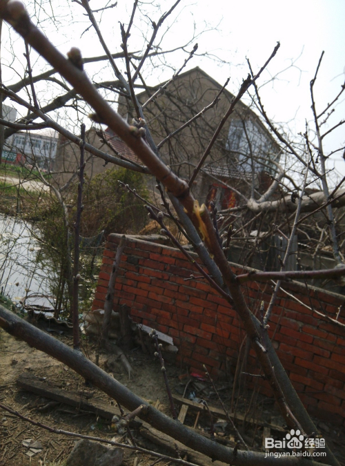 桃樹嫁接最新技術(shù)揭秘