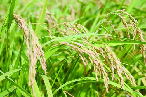 最新水稻種子與稻田樂(lè)趣的探索