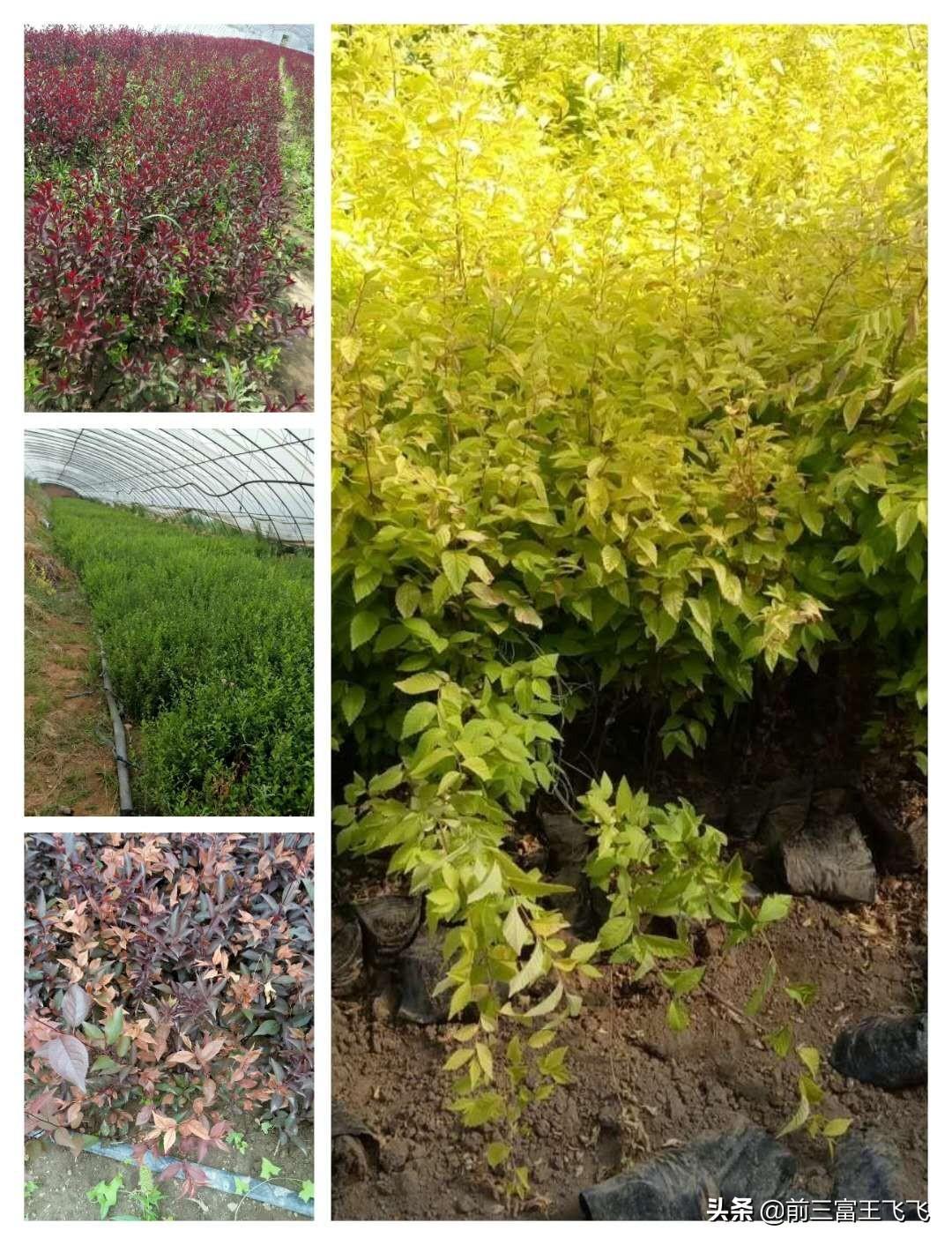 紅葉李最新價格及市場走勢與影響因素深度解析