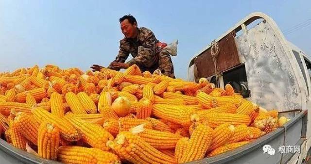 玉米最新動態(tài)，心靈之旅啟程，探尋自然美景的魅力