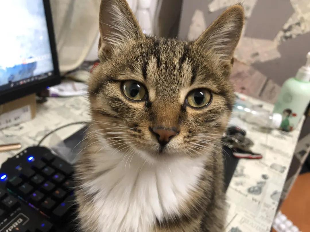 報(bào)告老板最新詳細(xì)步驟指南，從入門到精通的全方位指南