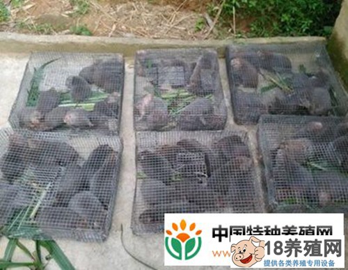 竹鼠最新價(jià)格指南，從初學(xué)者到進(jìn)階用戶的獲取與理解步驟全解析