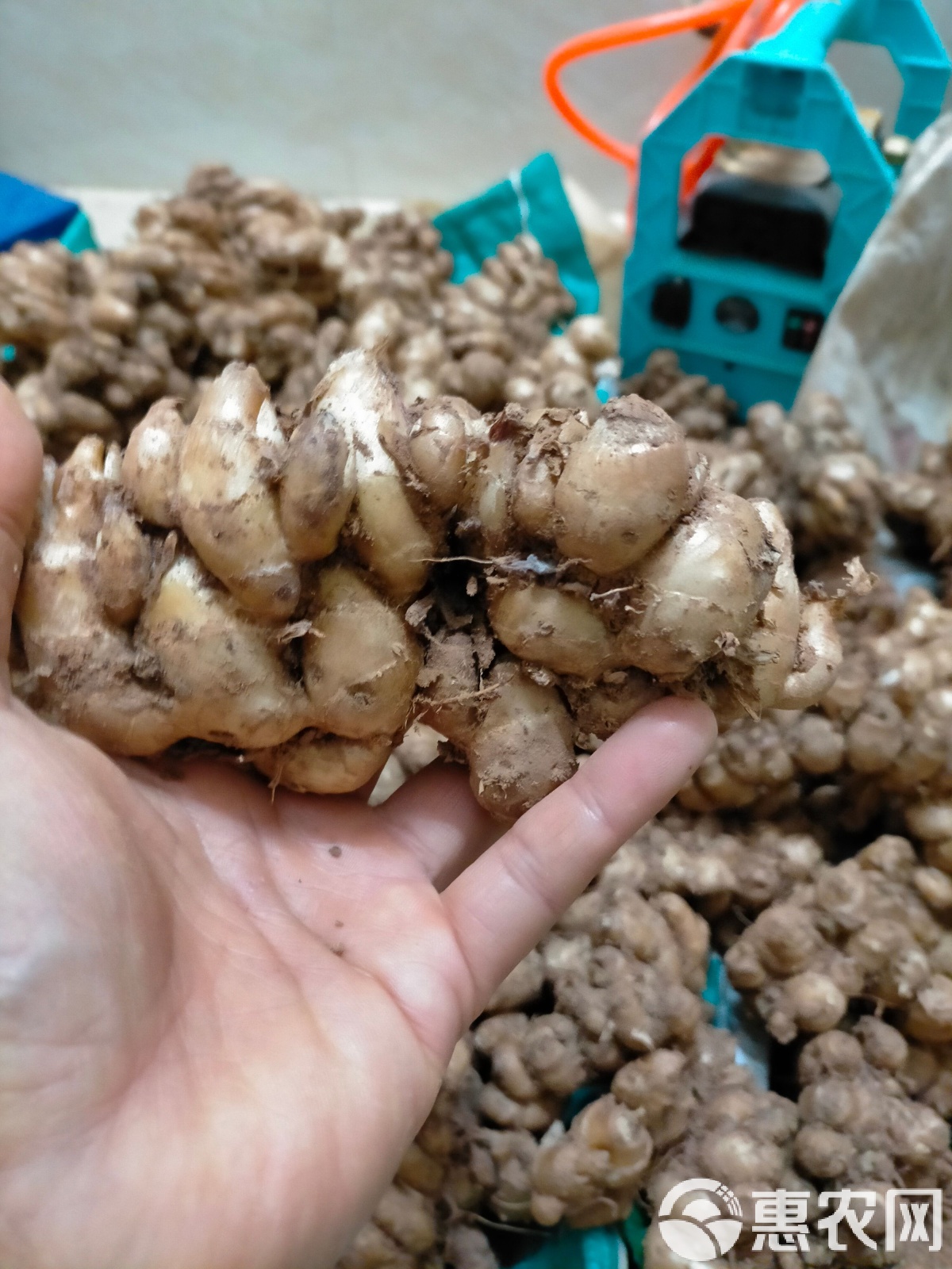 沙姜最新價格分析與探討，一種觀點的深度闡述