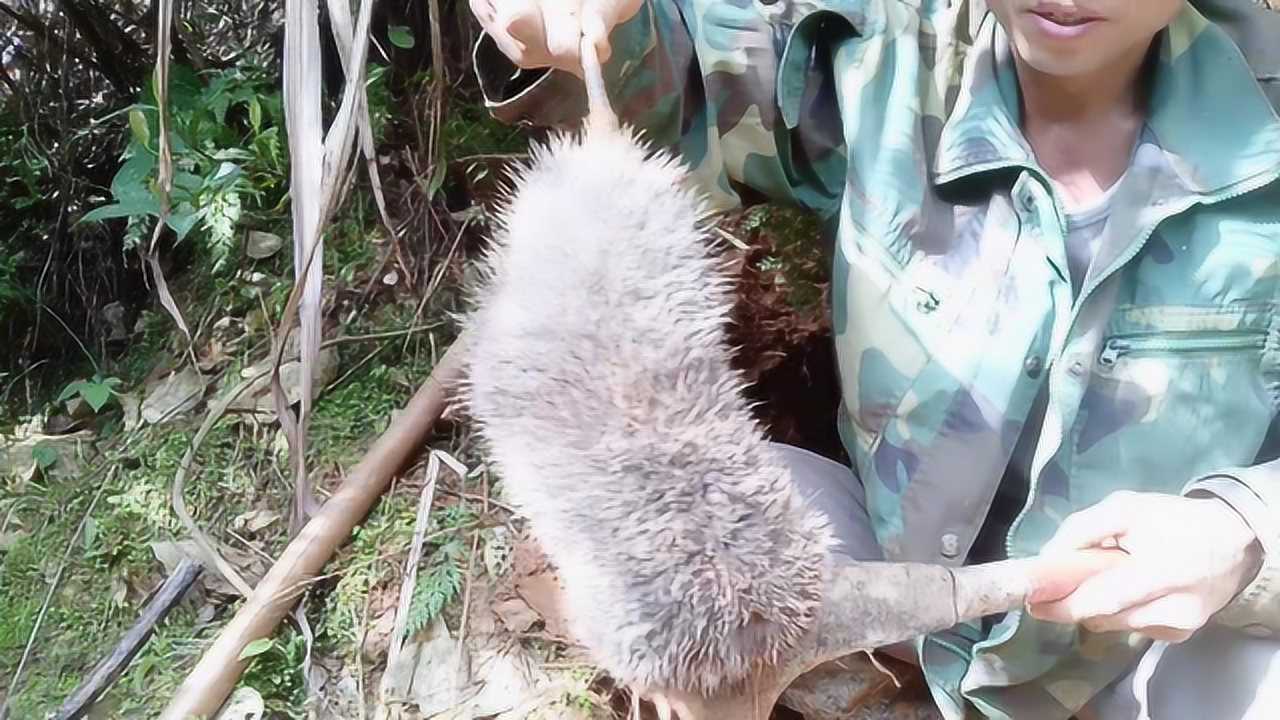 最新挖竹鼠，傳統(tǒng)與現(xiàn)代的交織觀察