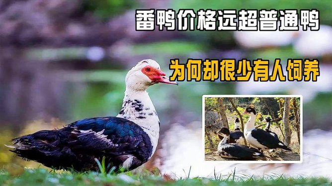 最新番鴨價格動態(tài)，變化中的學習與自信的力量