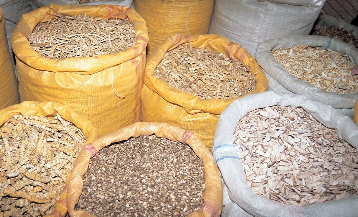 黃苓最新價(jià)格指南，全面信息與購買步驟