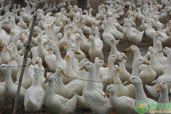 毛鴨最新行情深度論述與動態(tài)分析