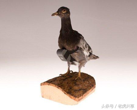 奇鴿工具最新,奇蝦工具最新論述分析