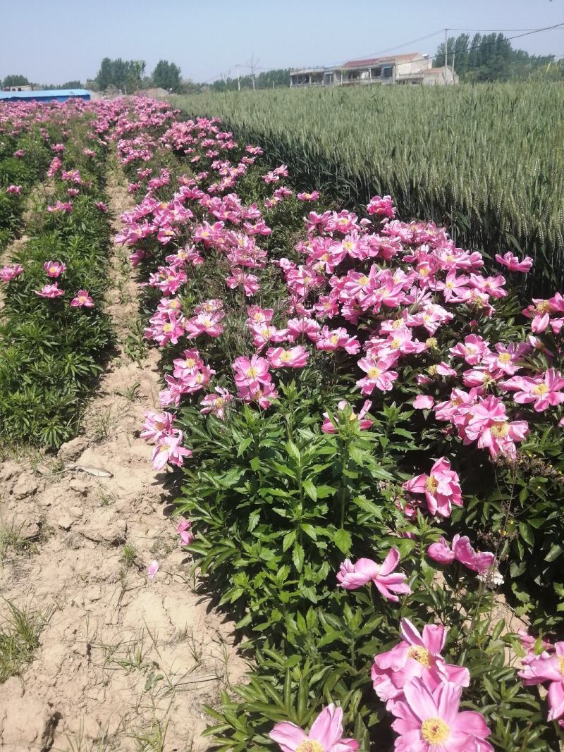 探尋中藥材市場(chǎng)波動(dòng)之美，亳州白芍最新價(jià)格揭秘????