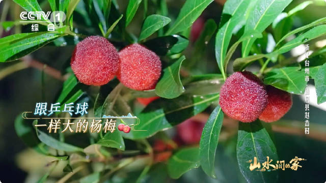 楊梅最新資訊動態(tài)