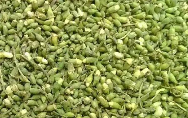 最新槐米價(jià)格分析與趨勢(shì)預(yù)測(cè)