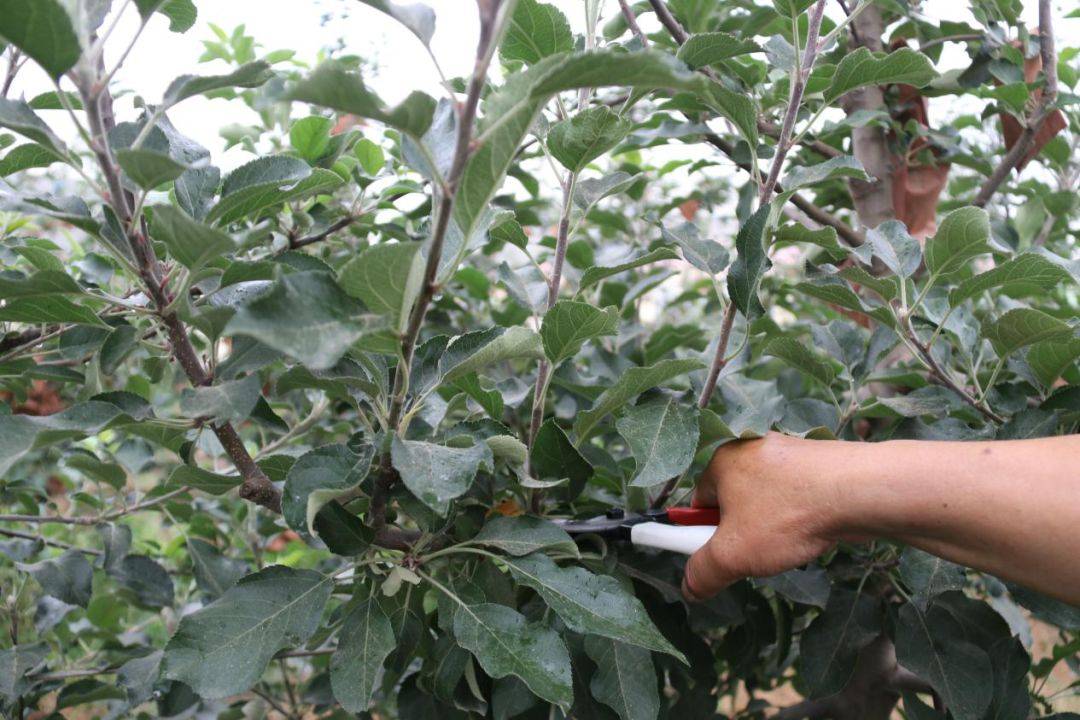 最新蘋(píng)果修剪視頻教程，輕松掌握蘋(píng)果修剪技巧
