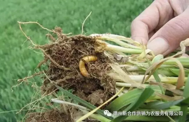 揭秘養(yǎng)鬼為害的真相與警示——最新分析報道