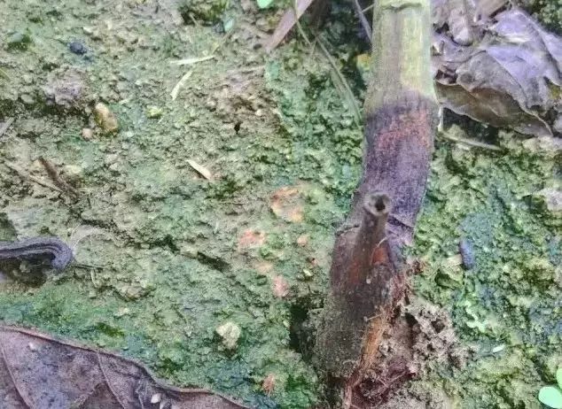 揭秘養(yǎng)鬼為害的真相與警示——最新分析報道