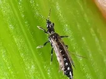 揭秘養(yǎng)鬼為害的真相與警示——最新分析報道