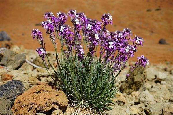 螞蟻森林最新動(dòng)態(tài)，綠色能量助力學(xué)習(xí)成就未來