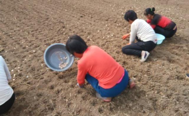 杞縣花生米價(jià)格最新行情揭秘，小巷深處的味覺探險(xiǎn)之旅