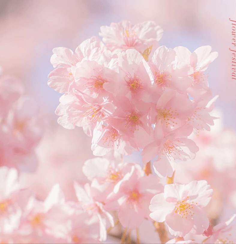 時代新里程碑，Heyzo0799碧朝勃大最新動態(tài)