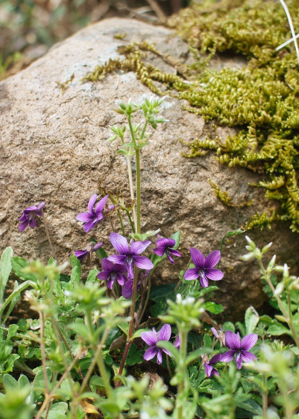 學習、變化與自信的種子，久草在線最新地址獲取之旅