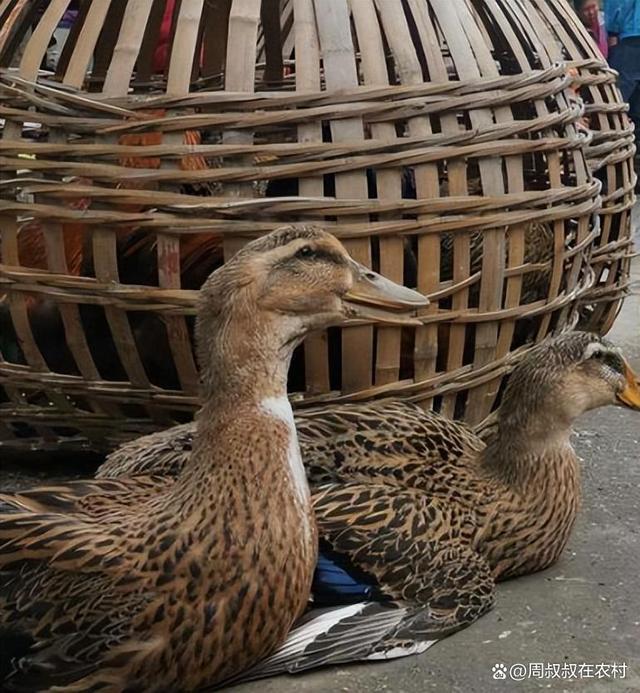 老鴨窩最新地址發(fā)布，旅游勝地變遷一覽