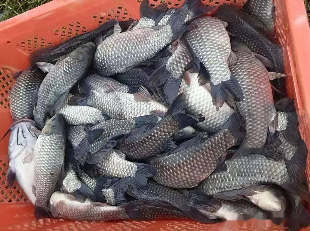 江蘇鯽魚(yú)收購(gòu)價(jià)格動(dòng)態(tài)，科技引領(lǐng)漁業(yè)新紀(jì)元