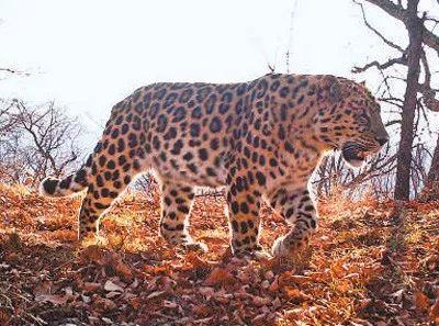 琿春虎豹公園建設(shè)最新進(jìn)展速遞
