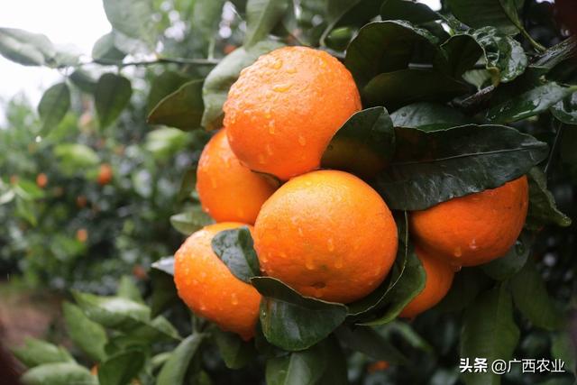 廣西南寧沃柑最新價格揭秘，小巷深處的甜蜜誘惑