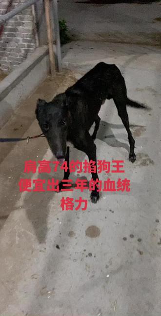 格力犬最新出售信息，探索自然美景的旅行邀請