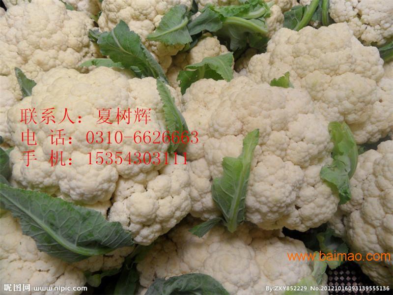 菜花批發(fā)價(jià)格最新動(dòng)態(tài)