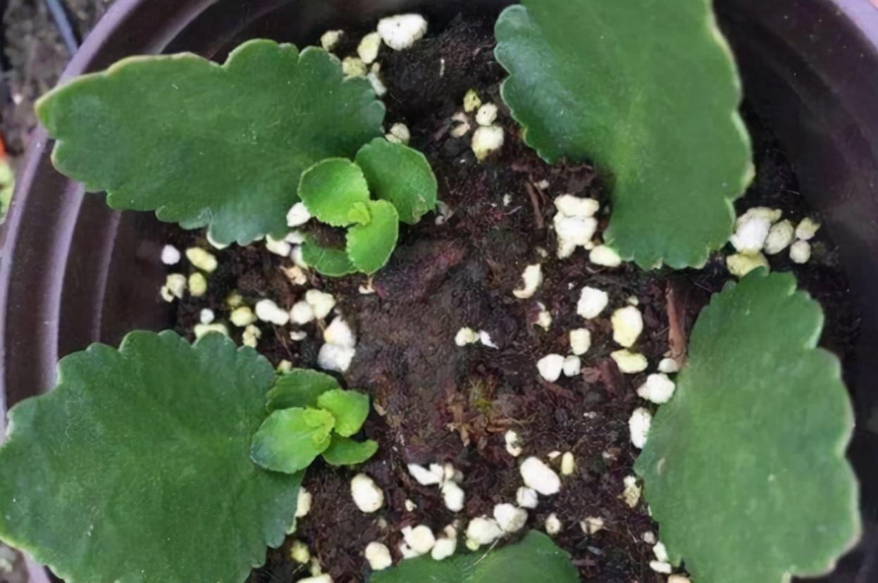 長壽最新招聘信息揭秘，自然美景之旅探尋內(nèi)心平靜的力量