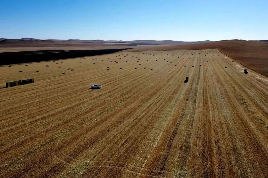 久久草最新觀點分析與闡述