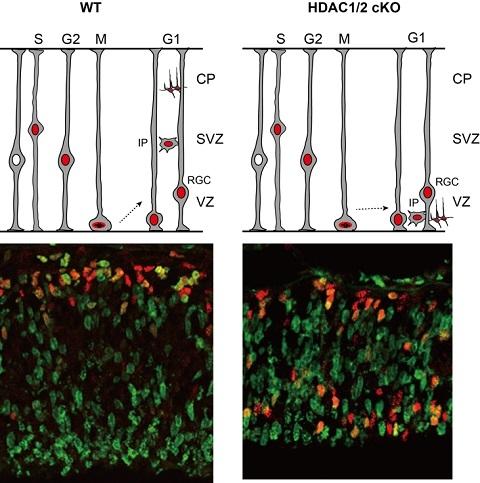 干細胞最新臨床進展，重塑生命科技的力量探索