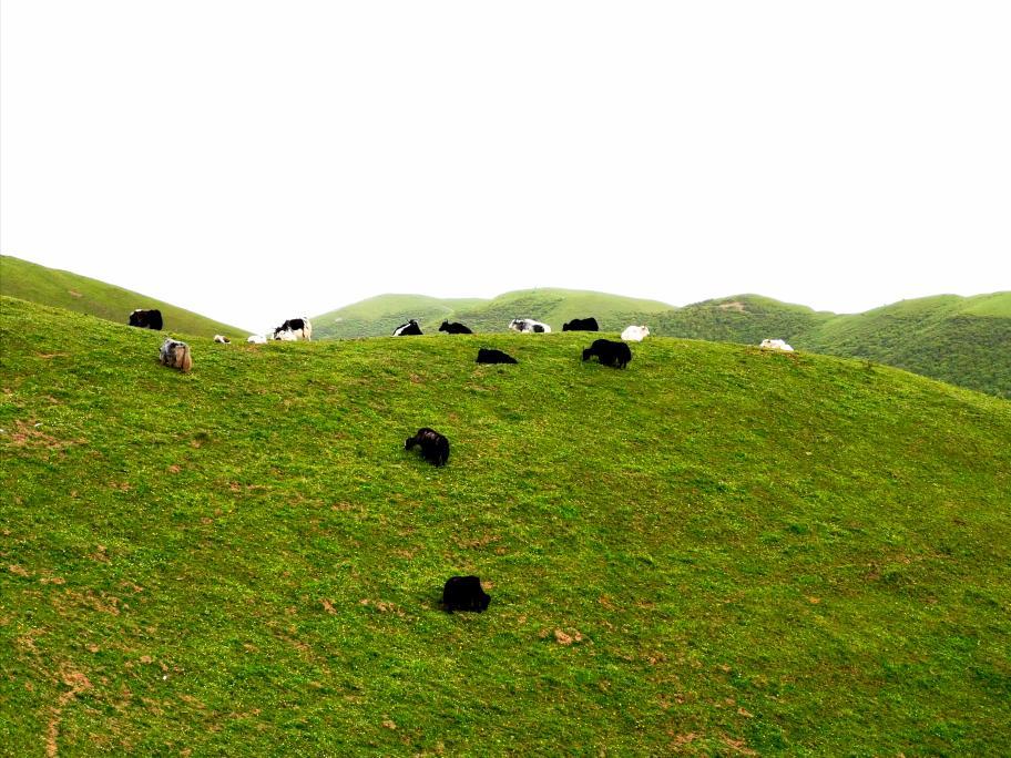 天水市疫情最新消息及應(yīng)對(duì)指南，初學(xué)者與進(jìn)階用戶的必備資訊