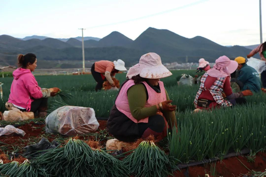 香蔥價格最新行情深度解析，回顧與洞察市場趨勢