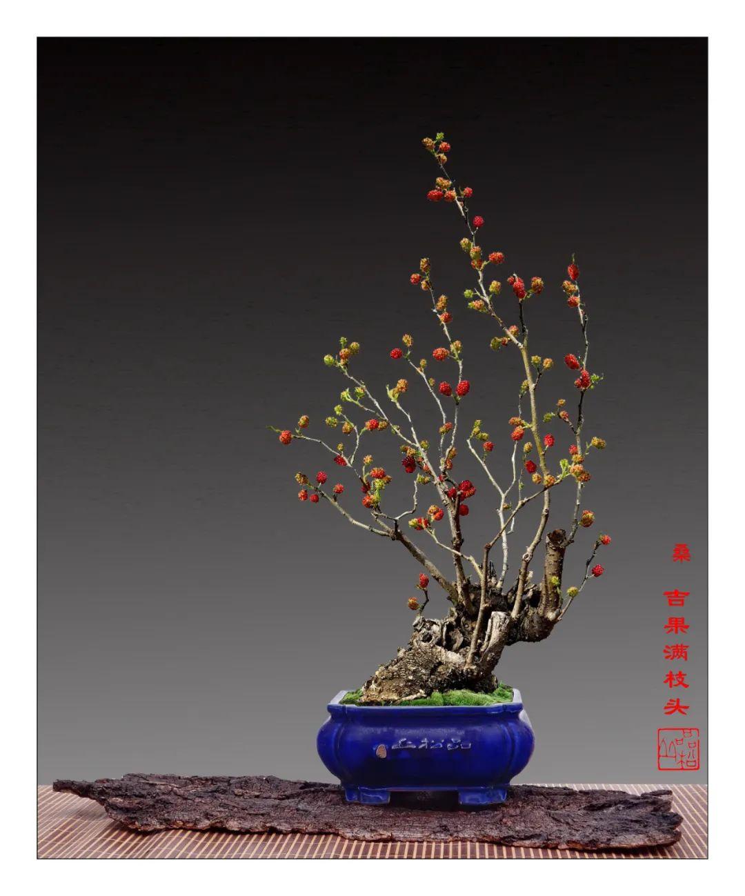 從零開始制作最新盆景的詳細步驟指南（附圖解）