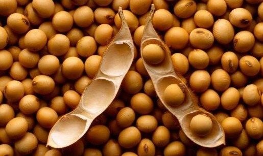 東北大豆最新價格，科技驅動變革，大豆融入生活新篇章