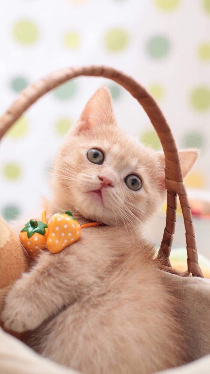 最新萌寵，觀點(diǎn)闡述與深度解析