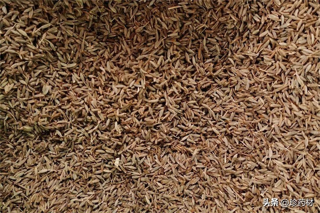 牛蒡子最新價(jià)格揭秘，小巷深處的特色寶藏，探尋牛蒡子最新行情