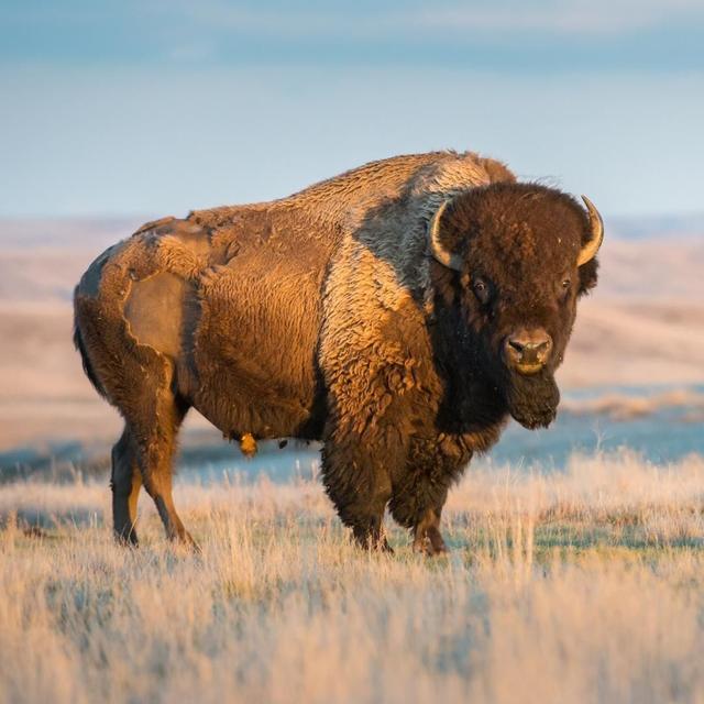 埃博拉最新,埃博拉最新動態(tài)，全球抗擊埃博拉疫情進展與科普知識