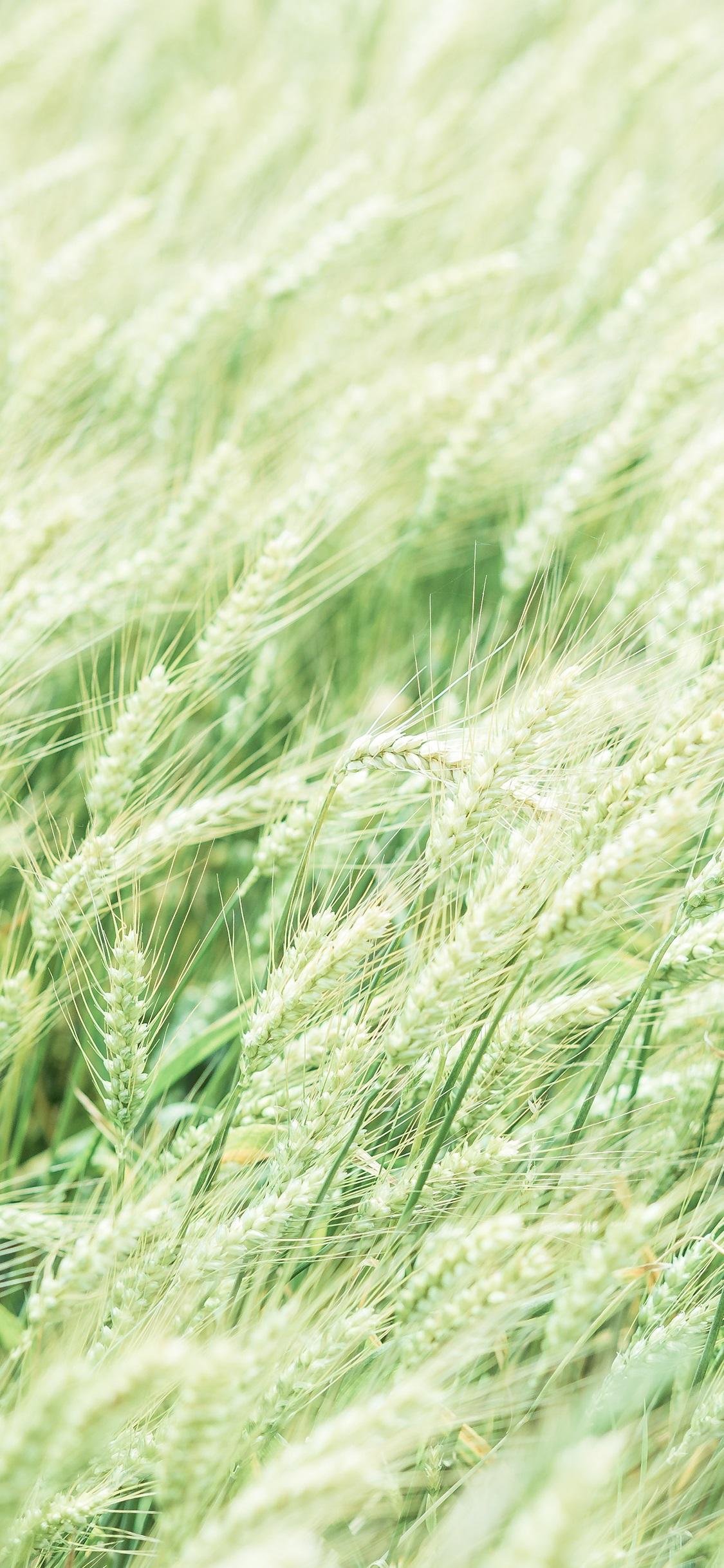 最新推薦手機(jī)，探索自然美景，啟程內(nèi)心平和之旅