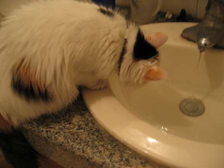 咪咪愛最新跨越時(shí)空的浪漫之旅??