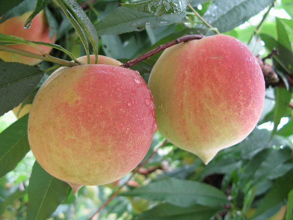 最新桃樹品種探討，解析某某觀點(diǎn)與品種介紹