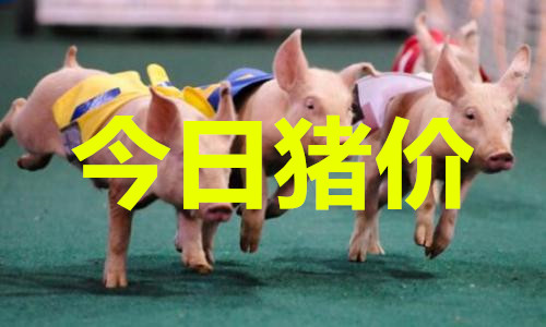 最新今日豬價(jià)分析與展望，市場(chǎng)趨勢(shì)解讀及未來預(yù)測(cè)