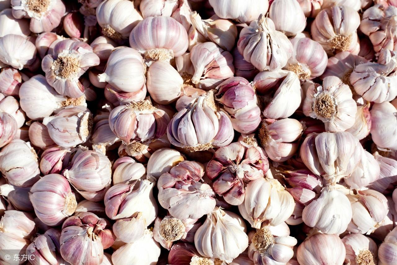 科技重塑金鄉(xiāng)大蒜產(chǎn)業(yè)，今日最新價(jià)格與未來(lái)生活體驗(yàn)