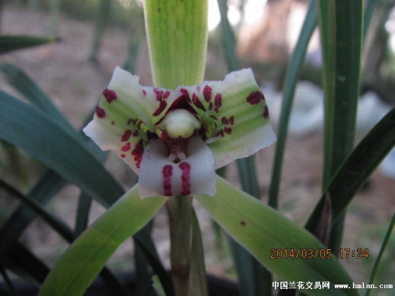 草留最新，綠色生態(tài)的微妙變化與科技進步同步前行